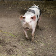 Natural pig