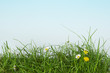 Photo: grassy grassy