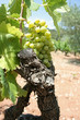 Grappe de raisin ensoleillée