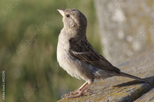 Foto: House Sparrow. House Sparrow.