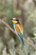 Coloured bird on the branch