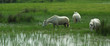camargue