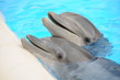 Delphin Delphin