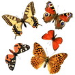 Butterfly group Butterfly group