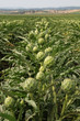 artichoke fields