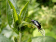 Insect on a leaf