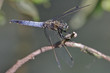 libellule bleue