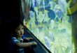 Child watching fish in aquarium Child watching fish in aquarium