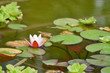 fleur de nénuphar