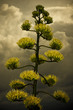 Agave