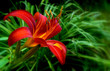 Hémérocalle, Hemerocallis, Lis d'un jour Hémérocalle, Hemerocallis, Lis d'un jour
