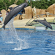 saut de dauphins