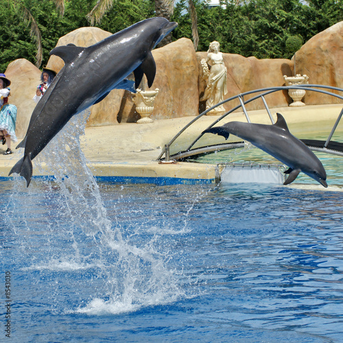 saut de dauphins