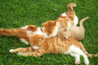 Kittens
