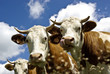 Photo en ligne au meilleur prix Vaches