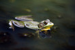 Amazing Amphibian