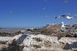 essaouira