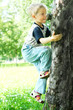 Tree-climber