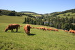 troupeau de vaches troupeau de vaches