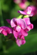 Edel-Wicke -