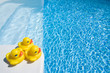 Photo: Summer Ducks Summer Ducks
