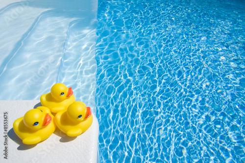 Photo: Summer Ducks Summer Ducks