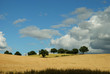 golden cornfield with heavy clouds golden cornfield with heavy clouds