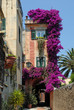 Cervo