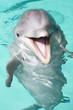 bottlenose dolphin