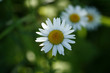 Daisy 1