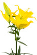 Beautiful yellow lily Beautiful yellow lily