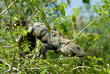 Iguana