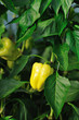 paprika in greenhouse