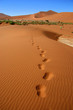footprints in the desert