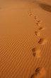 Footprints in the desert