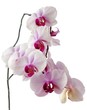 bunch of lila orchid flowers