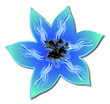 Clématite bleue