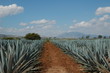 champs d'agave