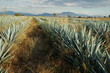 champs d'agave