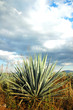 un agave