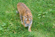 tigre en chasse