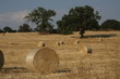 Campagna d' estate