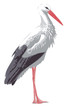 Cigogne01