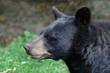 ours brun