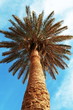 Palm-tree