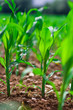 Row of corn on an agricultural field.