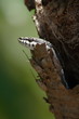 serpent à Madagascar