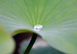 Wassertropfen auf Lotusblatt