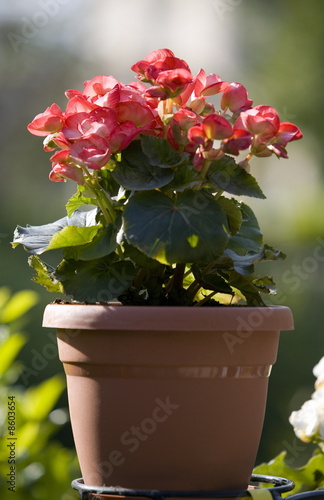 Photo: Begonia plant Begonia plant