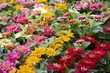 Zinnia flowers